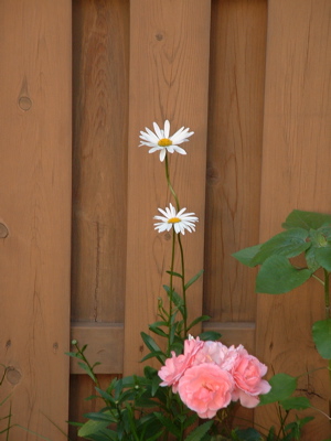 daisies and roses in Milwaukee, WI