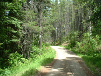 Inside North Fork Road at Glacier National Park.