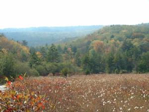 Meadow in the mountains of West Virginia.